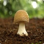 Vergiftiging door paddenstoelen vermijden