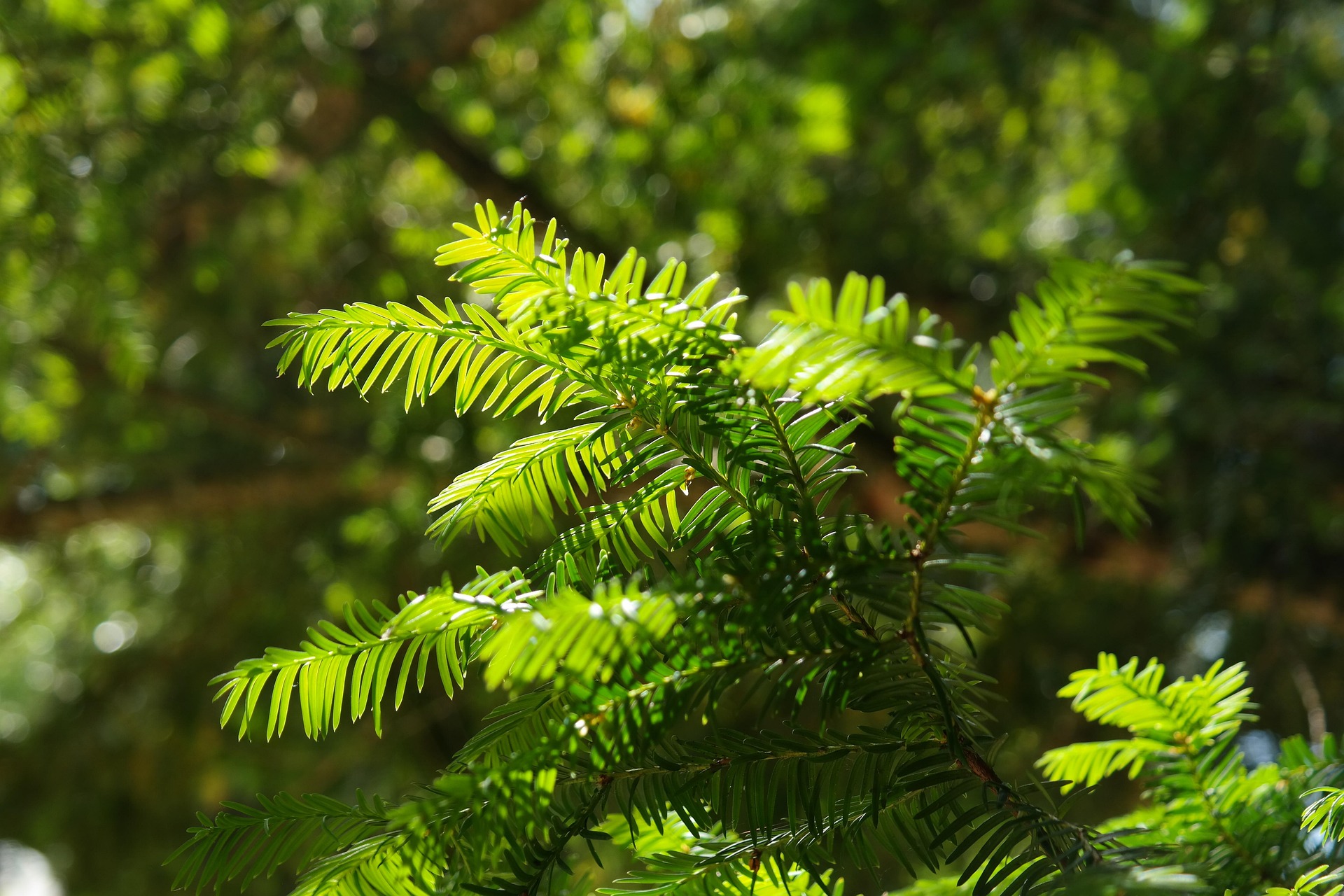 Taxus (Taxus baccata)  Antigifcentrum