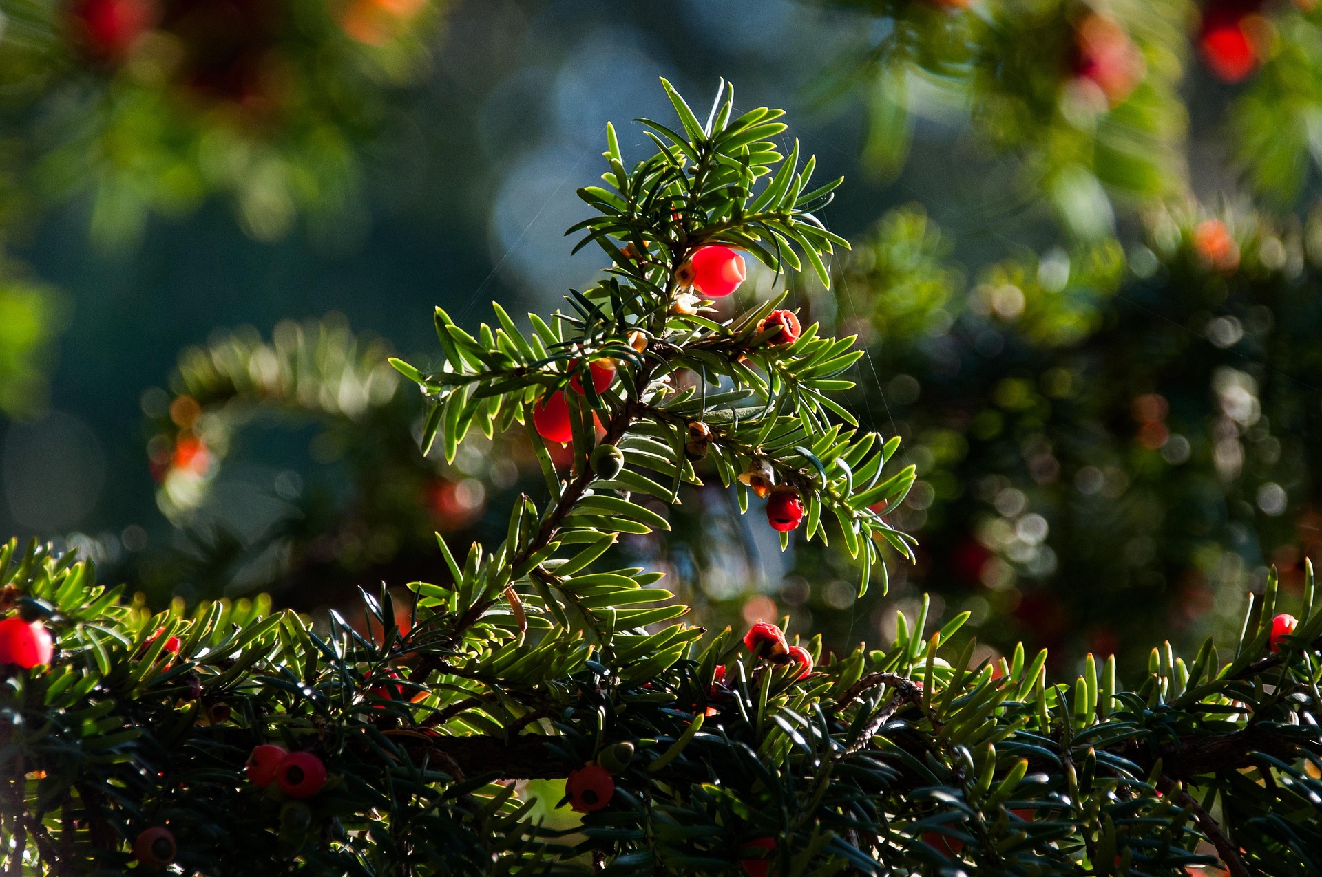 Taxus (Taxus baccata)  Antigifcentrum