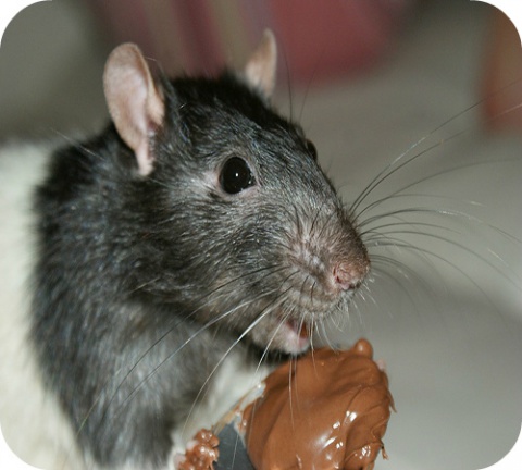 Het gebruik van alfa-chloralose in ratten- en muizenvergif neemt toe.