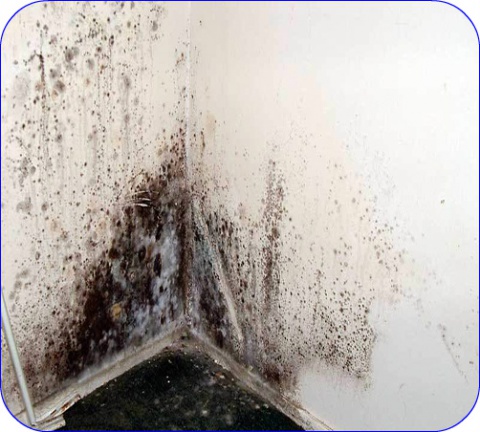 Eén van de meest bekende signalen van de aanwezigheid van schimmels is het verschijnen van vlekken op de muren.