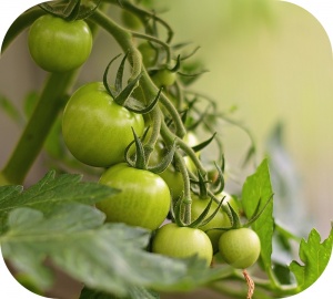 De bladeren en stengels van de tomatenplant zijn giftig en niet geschikt voor consumptie.