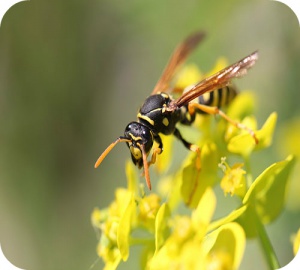 Bij een wespen- of bijensteek kunnen zich drie soorten reacties voordoen.
