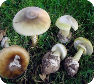 Amanita is een geslacht van paddenstoelen dat enkele honderden soorten bevat.