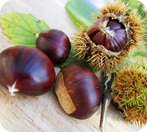 De herfst is het seizoen van de kastanjes, noten en eikels.