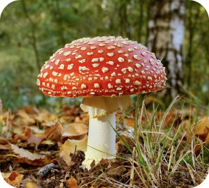 Het is niet ongewoon om in België giftige paddenstoelen tegen te komen.