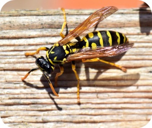 Bij een wespen- of bijensteek kunnen zich drie soorten reacties voordoen.