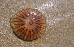 De Chrysaora hysoscella of kompaskwal is makkelijk te herkennen aan 16 donkerbruine V-vormige patronen bovenop de lichtbeige hoed.