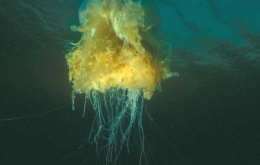Gele haarkwal (Cyanea capillata). Aan de hoed hangen 150 tentakels die een meter lang kunnen worden.