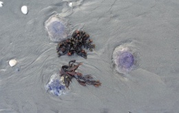 De Cyanea lamarckii of blauwe haarkwal is de meest frequente soort aan de Belgische kust 