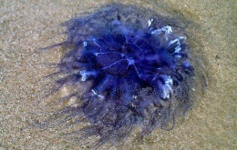De Cyanea lamarckii of blauwe haarkwal