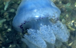 De zeepaddenstoel (Rhizostoma pulmo) wordt algemeen beschouwd als ongevaarlijk. 