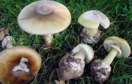 De groene knolamaniet behoort tot de giftigste paddenstoelen ter wereld. 