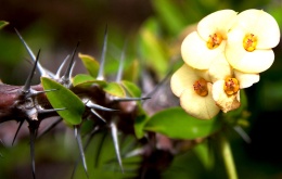 Euphorbia milii - Christusdoorn