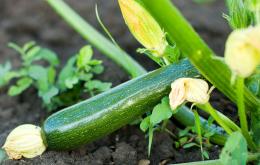 Eetbare courgettes.