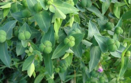 Euphorbia lathyris - mollenplant