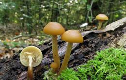 Het bundelmosklokje (Galerina marginata) is een zeer giftige paddenstoel! Het bevat amatoxines.