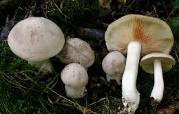 Giftige satijnzwam (Entoloma sinuatum)