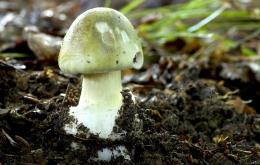 De groene knolamaniet (Amanita phalloides) behoort tot de giftigste paddenstoelen ter wereld. 