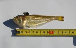 De kleine pieterman wordt 10 tot 18 cm lang.