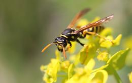 Wespen zijn gemakkelijk te herkennen aan het geel-zwart gestreept of gevlekt achterlijf. Er is een smalle verbinding (wespentaille) tussen de romp en het spoelvormig achterlijf.