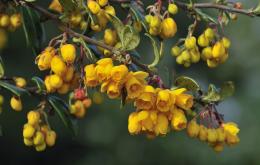 Zuurbes (Berberis vulgaris