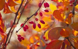 Zuurbes (Berberis vulgaris