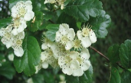 Fleurs de l'aubépine