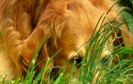 Les chiens ne sont pas difficiles quand il s’agit de nourriture. Ne prenez pas de risque et laissez le chocolat hors de portée du chien.
