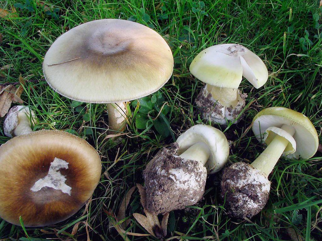 Het gevaar van giftige paddenstoelen voor honden