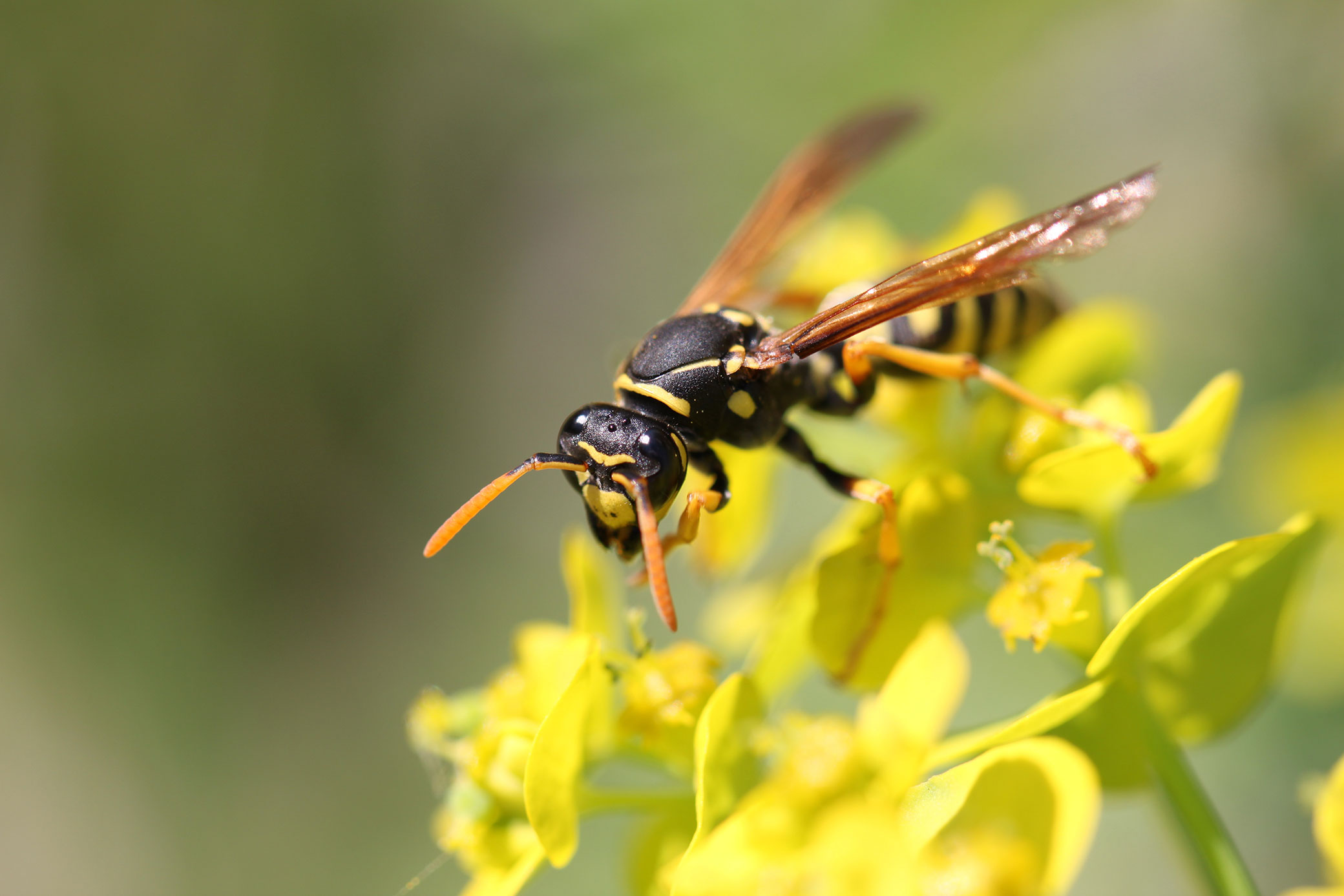 Wat Moet Ik Doen Na Een Bijen- Of Wespensteek? | Steken Van Wespen, Bijen,  Hommels En (Aziatische) Hoornaars | Belgisch Antigifcentrum